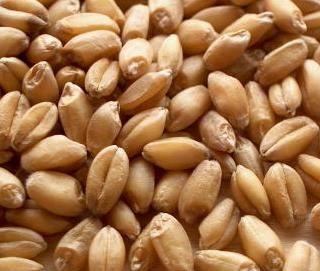 Organic to the Root Wheat Grain - 500g