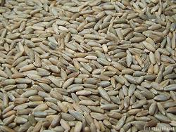 Organic to the Root Rye Grain - 500g