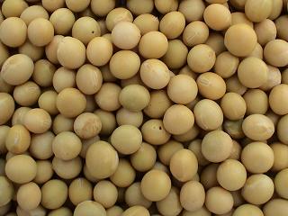 Organic to the Root Soya Beans - 500g