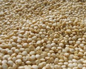 Organic to the Root Quinoa Grain